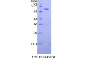 SDS-PAGE analysis of Mouse Caspase 14 Protein. (CASP14 Protein)