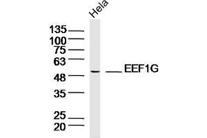 Lane 1: HeLa lysates probed with EEF1G Polyclonal Antibody, Unconjugated  at 1:300 overnight at 4˚C. (EEF1G Antikörper  (AA 251-350))