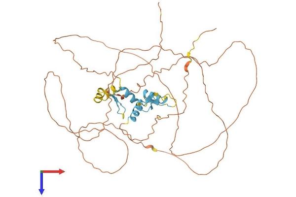 SP8 Protein (AA 1-486) (His tag)