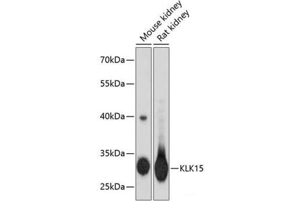 Kallikrein 15 anticorps