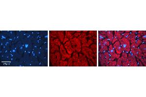 Immunohistochemistry (IHC) image for anti-GABA(A) Receptor-Associated Protein (GABARAP) (N-Term) antibody (ABIN2784490)