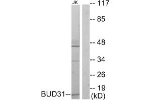 Western blot analysis of extracts from Jurkat cells, using BUD31 antibody. (BUD31 Antikörper  (N-Term))