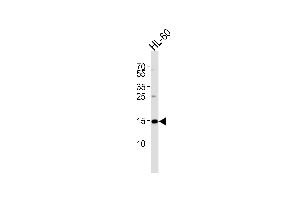 Western blot analysis of lysate from HL-60 cell line, using UBE2L6 Antibody (M1) A. (UBE2L6 Antikörper  (N-Term))