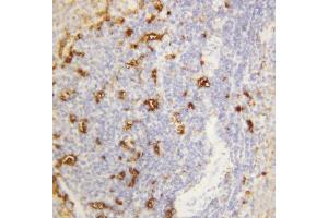 Anti-Alpha Amylase 1 antibody, IHC(P) IHC(P): Rat Spleen Tissue