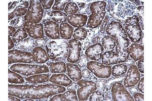 IHC-P Image FRS2 antibody detects FRS2 protein at cytoplasm on mouse kidney by immunohistochemical analysis. (FRS2 Antikörper  (Center))