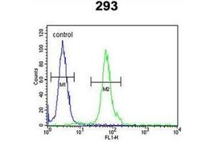 Flow cytometric analysis of 293 cells using DFFB / CAD Antibody (N-term) Cat. (DFFB Antikörper  (N-Term))