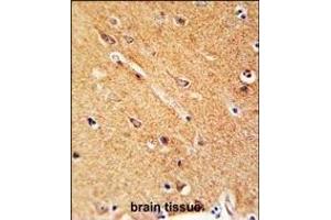 ANKFY1 Antibody (C-term) (ABIN650902 and ABIN2839988) immunohistochemistry analysis in formalin fixed and paraffin embedded human brain tissue followed by peroxidase conjugation of the secondary antibody and DAB staining. (ANKFY1 Antikörper  (C-Term))