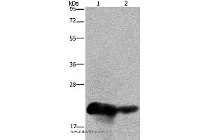 Western blot analysis of Human placenta and breast infiltrative duct tissue, using CSH1 Polyclonal Antibody at dilution of 1:200 (CSH1 Antikörper)