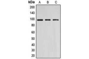 Western blot analysis of DNMT3B expression in A549 (A), COS7 (B), HeLa (C) whole cell lysates.