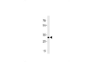 DANREhoxb8b Antibody (C-term) Azb10013a western blot analysis in zebra fish brain tissue lysates (35 μg/lane). (HOXB8 Antikörper  (C-Term))