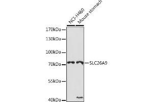Western blot analysis of extracts of various cell lines, using SLC26 Rabbit pAb (ABIN7270443) at 1:1000 dilution. (Slc26a9 Antikörper)
