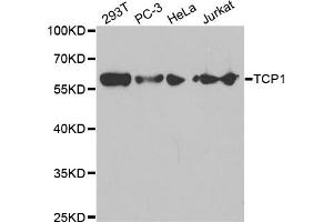 Western blot analysis of extracts of various cell lines, using TCP1 antibody (ABIN5971010) at 1/1000 dilution. (TCP1 alpha/CCTA Antikörper)