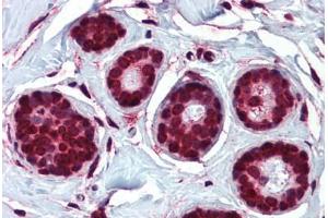 Anti-ELOVL5 antibody  ABIN960767 IHC staining of human breast. (ELOVL5 Antikörper  (N-Term))