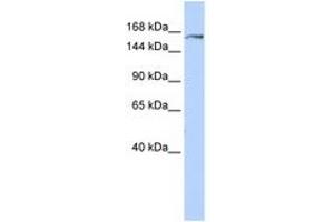 Image no. 1 for anti-Glutamyl-Prolyl-tRNA Synthetase (EPRS) (AA 1440-1489) antibody (ABIN6740954) (EPRS Antikörper  (AA 1440-1489))