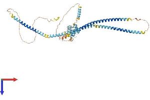 KIAA0494 Protein (AA 1-495) (His tag)