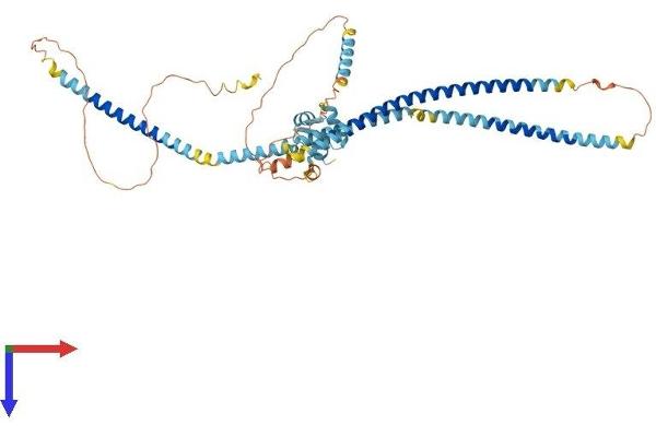 KIAA0494 Protein (AA 1-495) (His tag)