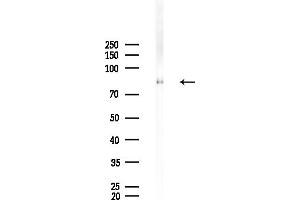 anti-Epsin 1 (EPN1) antibody