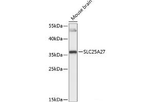 Western blot analysis of extracts of Mouse brain using SLC25A27 Polyclonal Antibody at dilution of 1:3000. (SLC25A27 Antikörper)