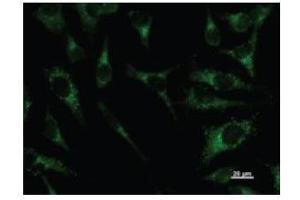 Immunostaining analysis in HeLa cells. (PAX8 Antikörper)