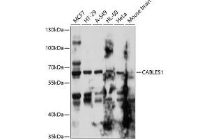 Western blot analysis of extracts of various cell lines, using C antibody  at 1:1000 dilution. (CABLES1 Antikörper  (AA 1-368))