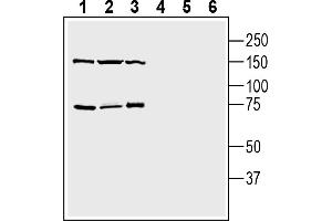 1-3. (TMEM108 Antikörper  (Extracellular Loop))