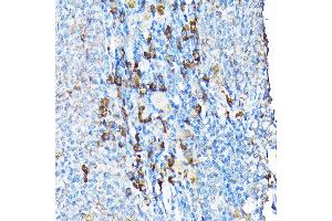 Immunohistochemistry of paraffin-embedded mouse spleen using ETFA Rabbit pAb  at dilution of 1:200 (40x lens). (ETFA Antikörper  (AA 1-333))