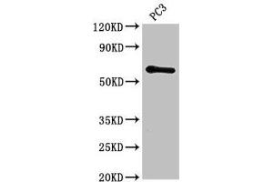 Western Blot Positive WB detected in: PC-3 whole cell lysate All lanes: HRH1 antibody at 2. (HRH1 Antikörper  (AA 211-416))