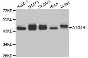 Western blot analysis of extracts of various cell lines, using ATG4B antibody. (ATG4B Antikörper)