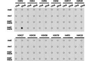 Dot-blot analysis of all sorts of methylation peptides using H3R2me2s antibody. (Histone 3 Antikörper  (H3R2me2s))