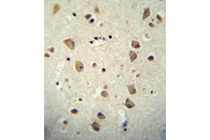 CNTN2 antibody immunohistochemistry analysis in formalin fixed and paraffin embedded human brain tissue followed by peroxidase conjugation of the secondary antibody and DAB staining.