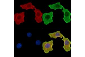 ABIN7095827 and ABIN7099889 staining HepG2 cells by IF/ICC.