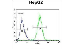 Flow cytometric analysis of HepG2 cells (right histogram) compared to a negative control cell (left histogram). (RDH13 Antikörper  (AA 166-194))