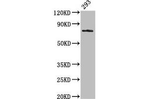 Western Blot Positive WB detected in: 293 whole cell lysate All lanes: GAS6 antibody at 3. (GAS6 Antikörper  (AA 70-217))