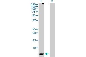 Western Blot analysis of GNG7 expression in transfected 293T cell line by GNG7 MaxPab polyclonal antibody.