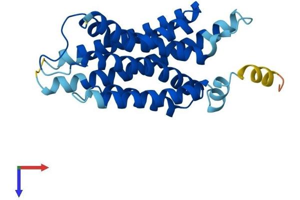 APH1B Protein (AA 1-257) (His tag)