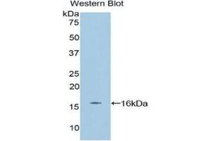 Western Blotting (WB) image for anti-Erythropoietin (EPO) (AA 82-192) antibody (ABIN3209694) (EPO Antikörper  (AA 82-192))