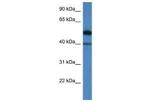 Western Blot showing C9orf64 antibody used at a concentration of 1. (C9orf64 Antikörper  (N-Term))