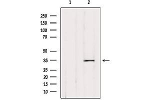 Western blot analysis of extracts from HUVEC, using OR52L2 Antibody. (OR52L2 Antikörper)