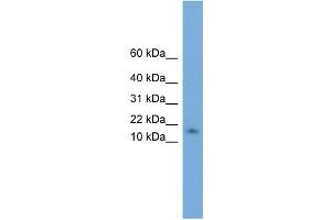 WB Suggested Anti-HRSP12 Antibody Titration: 0. (HRSP12 Antikörper  (N-Term))