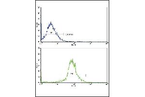 Flow cytometric analysis of HepG2 cells using RT Antibody (N-term)(bottom histogram) compared to a negative control cell (top histogram).