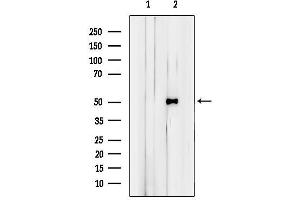 Western blot analysis of lysates from RAW264.