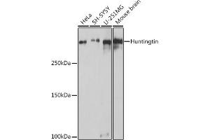 Western blot analysis of extracts of various cell lines, using Huntingtin antibody (ABIN7267794) at 1:1000 dilution. (Huntingtin Antikörper)