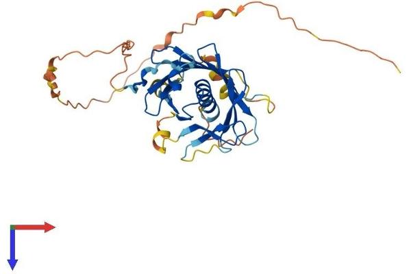 PLSCR1 Protein (AA 1-328) (His tag)