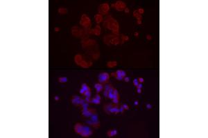 Immunofluorescence analysis of MCF7 cells using DKK3 Rabbit pAb (ABIN3016192, ABIN3016193, ABIN3016194, ABIN1679536 and ABIN6219615) at dilution of 1:50 (40x lens). (DKK3 Antikörper  (AA 22-350))
