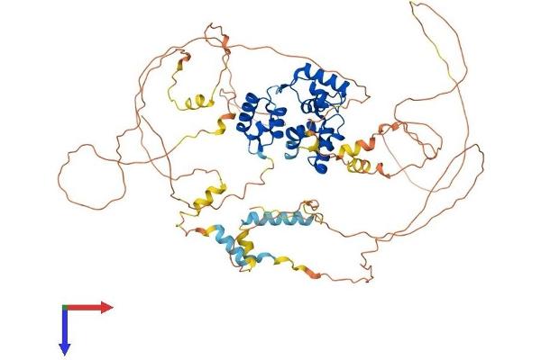 MYBL2 Protein (AA 1-704) (His tag)