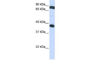 Western Blotting (WB) image for anti-Glycoprotein VI (Platelet) (GP6) antibody (ABIN2459082) (GP6 Antikörper)