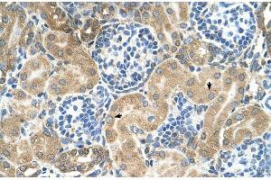 Human kidney (TM9SF1 Antikörper  (N-Term))