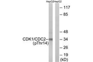 Western blot analysis of extracts from HepG2 cells treated with Forskolin 40nM 30', using CDK1/CDC2 (Phospho-Thr14) Antibody. (CDK1 Antikörper  (pThr14))