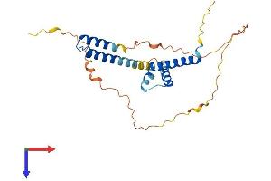 HELT Protein (AA 1-242) (His tag)