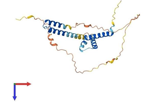 HELT Protein (AA 1-242) (His tag)